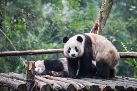 Panda in the jungleの写真素材