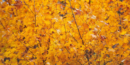 leaf golden