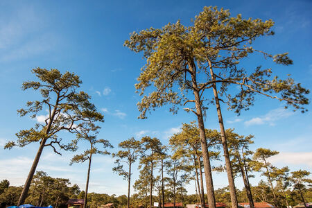 view of high trees from below, blue skyの写真素材