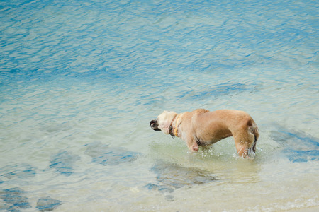 Dog swim beachの写真素材