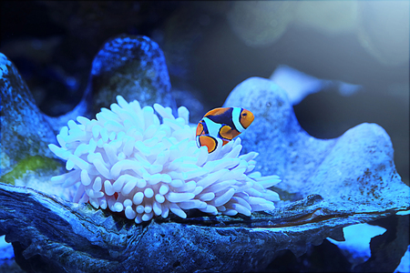 A little Clownfish (Nemo fish)の写真素材