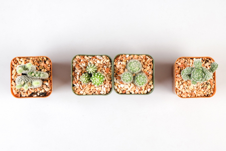 Cactuses on white backgroundの写真素材