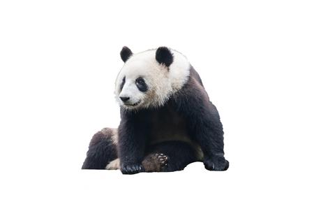 Panda On White Backgroundの写真素材 ストックフォト 写真素材のstock Foto ストックドットフォト Panda On White Backgroundの写真素材 ストックフォト 写真素材のstock Foto ストックドットフォト