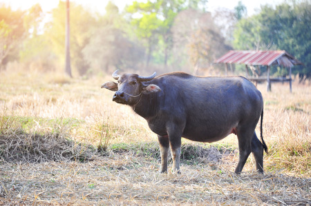 buffalo eating grass in field.