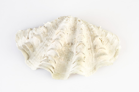 Giant clam shell on white background
