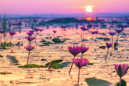 Pink and red lotus lake at Udonthani Thailandの写真素材