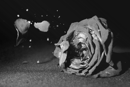 Dried roses broken on black and whiteの写真素材