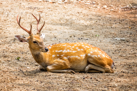 Male chital or cheetal deer (Axis axis),in sunlightの写真素材