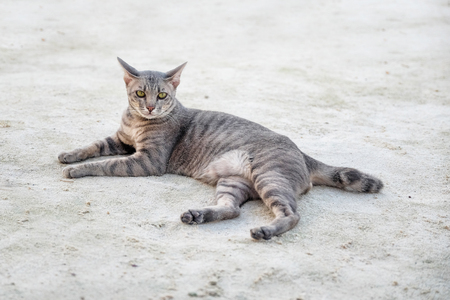 Cat on the beachの写真素材