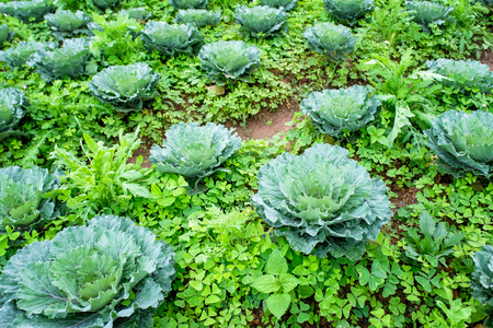 Cabbage field on the mountainの写真素材