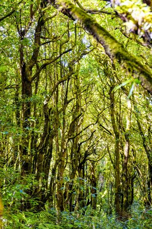 Nature trail walk wayの写真素材