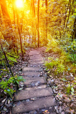 Nature trail walk way