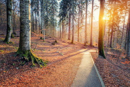 Nature walkway at Neuschwanstein Castle in Fussen,Germanyの写真素材