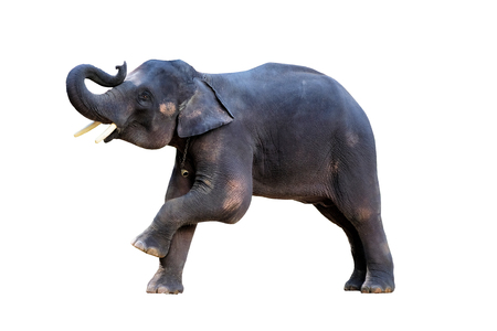 The elephants on white backgroundの写真素材