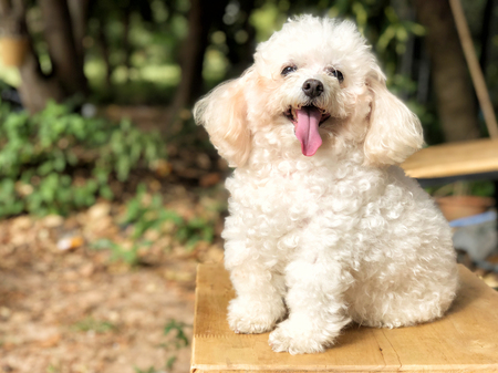 Smiling poodle dog sitting on chair in the park.の写真素材