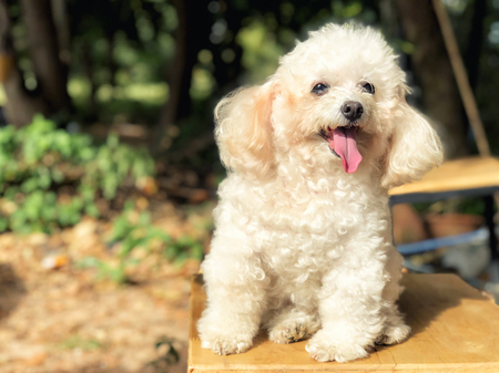 Smiling poodle dog sitting on chair in the park.の写真素材