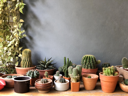 Cactus in different pots ,Outdoor Cactus Garden backgroundの写真素材
