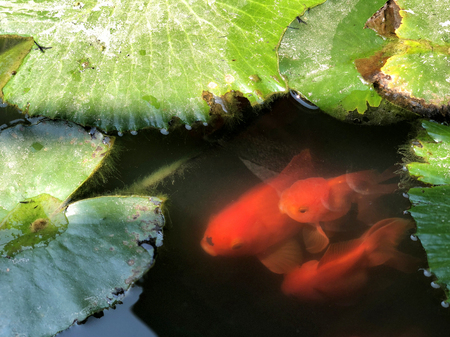 Red Goldfish in nature outdoor at daylightの写真素材
