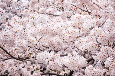 Beautiful blooming cherry blossom [sakura] detail and close up at Springtime is South Koreaの写真素材