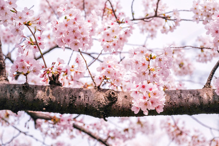 Beautiful blooming cherry blossom [sakura] detail and close up at Springtime is South Koreaの写真素材