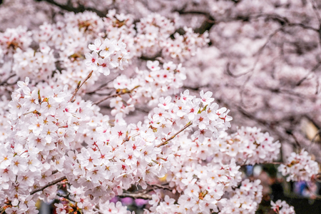 Beautiful blooming cherry blossom [sakura] detail and close up at Springtime is South Koreaの写真素材