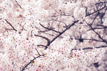 Beautiful blooming cherry blossom [sakura] detail and close up at Springtime is South Koreaの写真素材