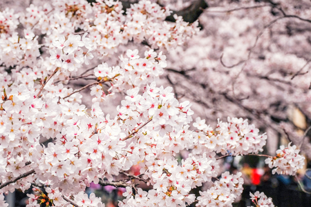Beautiful blooming cherry blossom [sakura] detail and close up at Springtime is South Koreaの写真素材