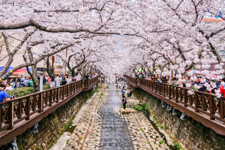 1 APRIL 2018 : Many tourist came to Jinhae, South Korea, to see beautiful blooming Cherry Blossom during Jinhae Gunhangje Festival which was held from 1 to 10 April 2018