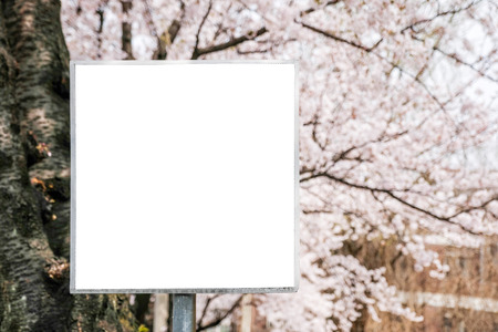 blank outdoor white board at a sidewalk and Sakura backgroundの写真素材