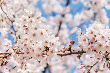 Beautiful blooming cherry blossom [sakura] detail and close up at Springtime is South Koreaの写真素材