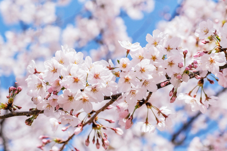 Beautiful blooming cherry blossom [sakura] detail and close up at Springtime is South Koreaの写真素材