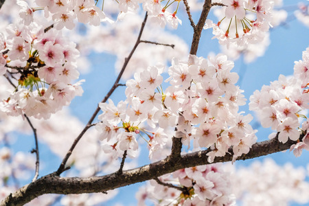 Beautiful blooming cherry blossom [sakura] detail and close up at Springtime is South Koreaの写真素材