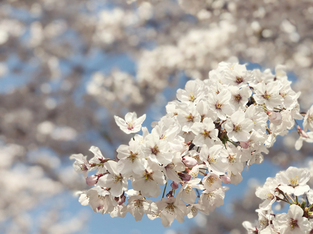 Beautiful blooming cherry blossom [sakura] detail and close up at Springtime is South Koreaの写真素材