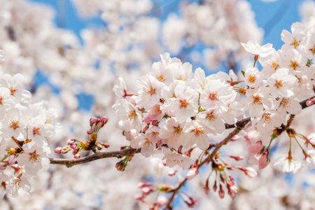 Beautiful blooming cherry blossom [sakura] detail and close up at Springtime is South Koreaの写真素材