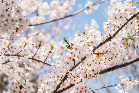 Beautiful blooming cherry blossom [sakura] detail and close up at Springtime is South Koreaの写真素材
