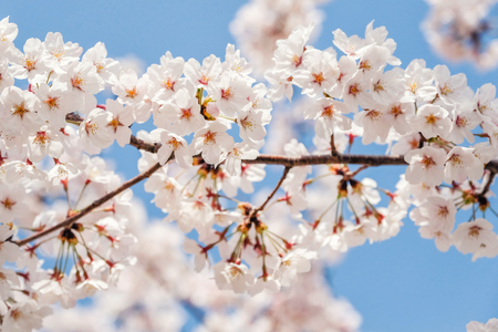 Beautiful blooming cherry blossom [sakura] detail and close up at Springtime is South Koreaの写真素材