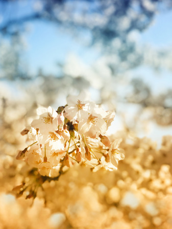 Beautiful blooming cherry blossom [sakura] detail and close up at Springtime is South Koreaの写真素材