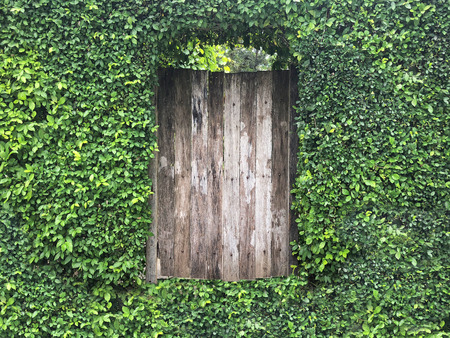 Green color leaves cover old wall and window nature architecture building style.の写真素材