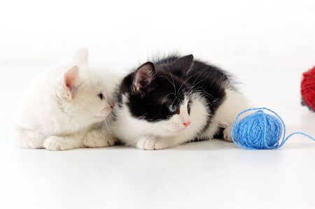 Small fine kittensの写真素材