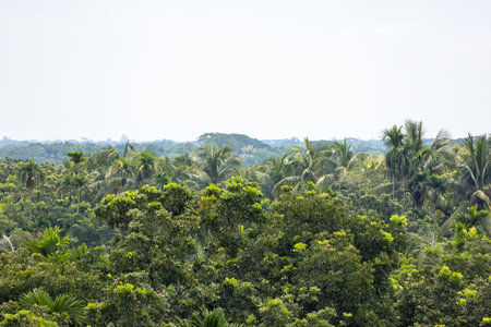 A beautiful rainforest landscape in Bangladesh, where the trees reach towards the morning sky. The natural forest environment and the vast expanse of the sky are visible from a high vantage point.の写真素材