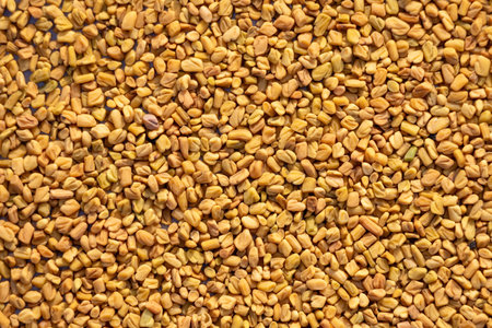 Fenugreek seeds, scientifically known as Trigonella foenum-graecum and also known as methi dana. Background full frame. Top view close-up.の写真素材