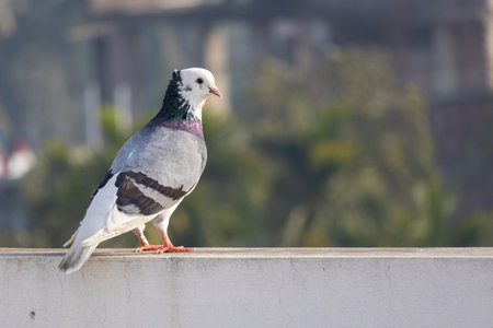 A beautiful domestic pigeon stood peacefully on an outdoor wall, bathed in the morning sunlight against a blurred backdrop of nature.の写真素材