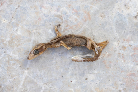 A dried lizard lay on the concrete surface.