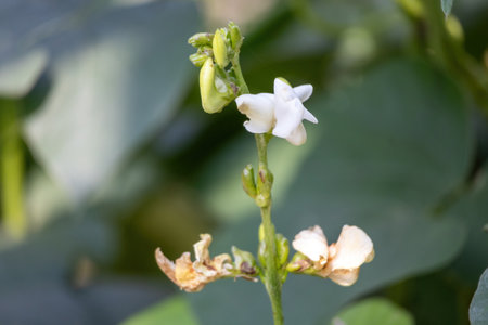 Close-up of freshly harvested Green Beans flowers on a plant with white blossoms.