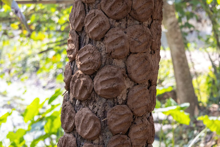 Cow dung is used to make handmade lakri, which are dried in the sun. These dried cakes are used as a...