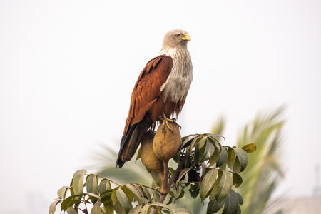 A Brahminy kite (Haliastur indus), also known as the Red-backed Kite or Rufous Eagle, perched atop a mahogany fruit, searching for prey.の写真素材