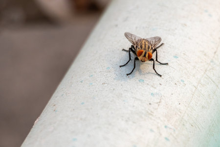 A close-up of a large flesh fly (Sarcophagidae) perched on a water PVC pipeline on a rooftop, showcasing its insect activity against a blurred background.の写真素材