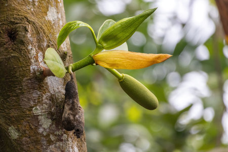 A close-up of young jackfruit and a vibrant flower on the tree, juxtaposed with a young jackfruit. The scene is softened by a bokeh background, showcasing the beauty of nature.の写真素材