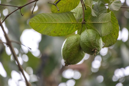 Two guava fruits, adorned with green leaves, hang from a branch of the guava tree, set against a backdrop of nature bokeh.の写真素材