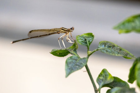 Close-up of a damselfly sitting on a green chili plant leaf. Damselflies are flying insects. They...